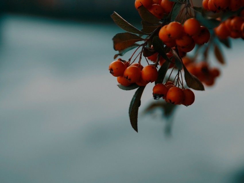 rowan, berries, branch, macro, autumn