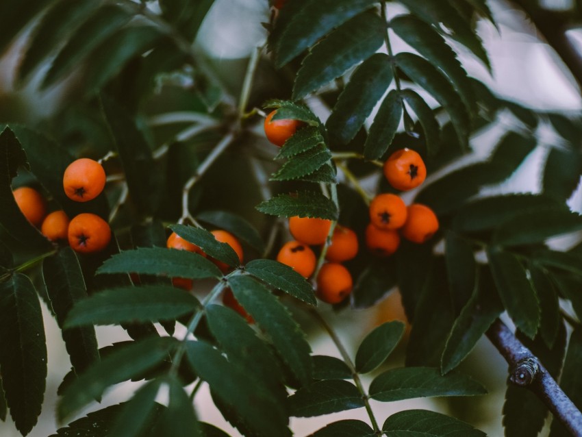 Rowan Berries Branches Leaves Plant Background