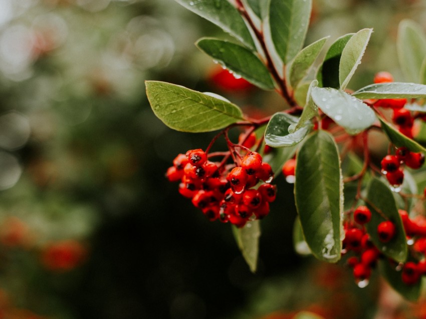 Rowan Berries Branches Leaves Wet Background