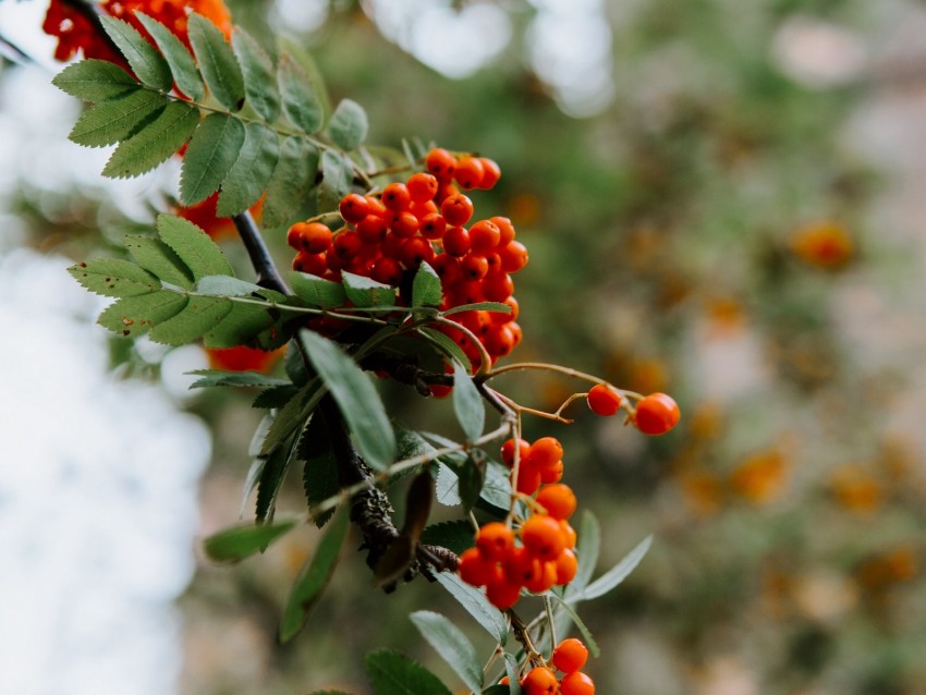 Rowan Berries Grones Branch Plant Background