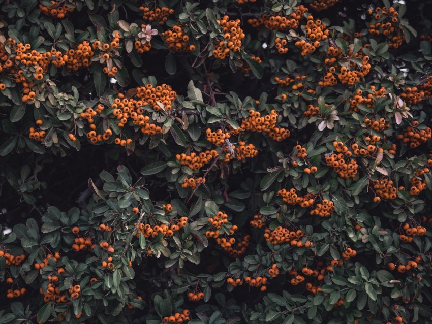 Rowan Berries Grones Branches Leaves Background