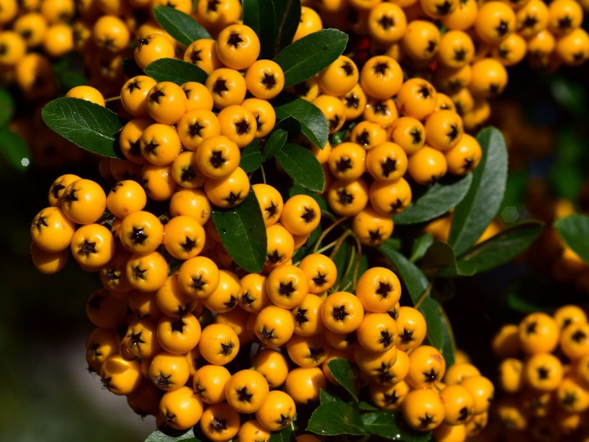 rowan, berries, orange, brush, harvest, close-up