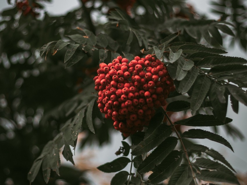 Rowan Branch Berries Bush Leaves Background