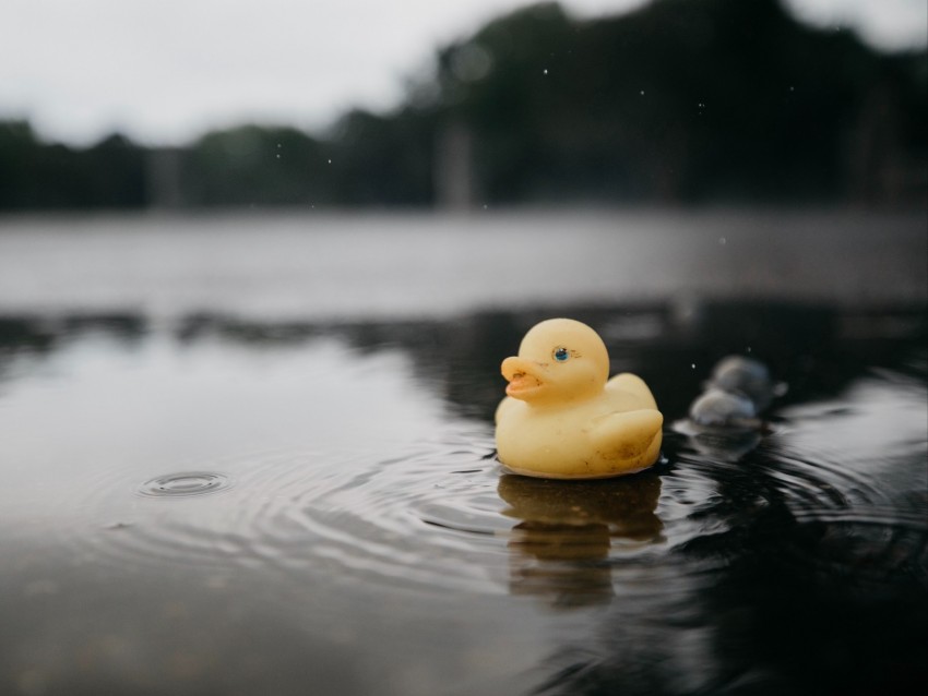 rubber duck, duck, toy, puddle, water