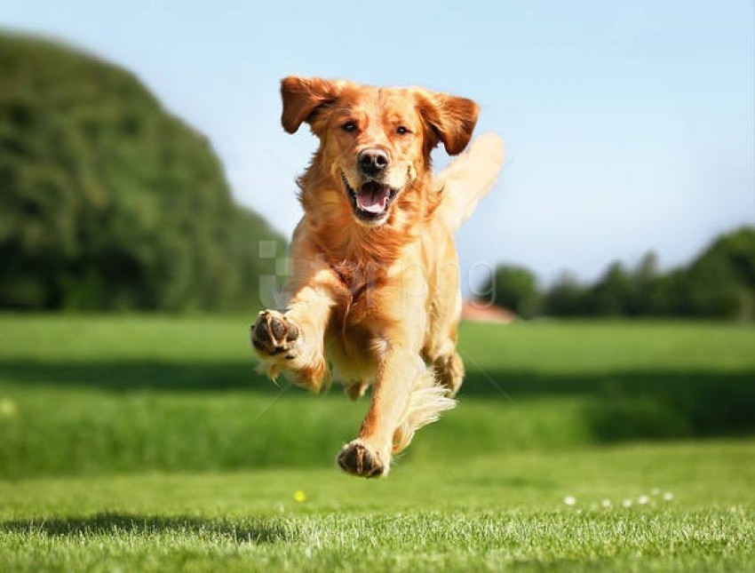 dog, golden retriever, running dog, playful dog, green grass, outdoor dog, happy dog