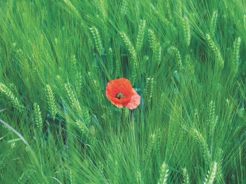 Rye Poppy Flower Spikelets Field Background