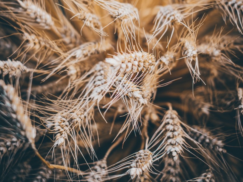 Rye Spikelets Dry Seeds Cereals Background