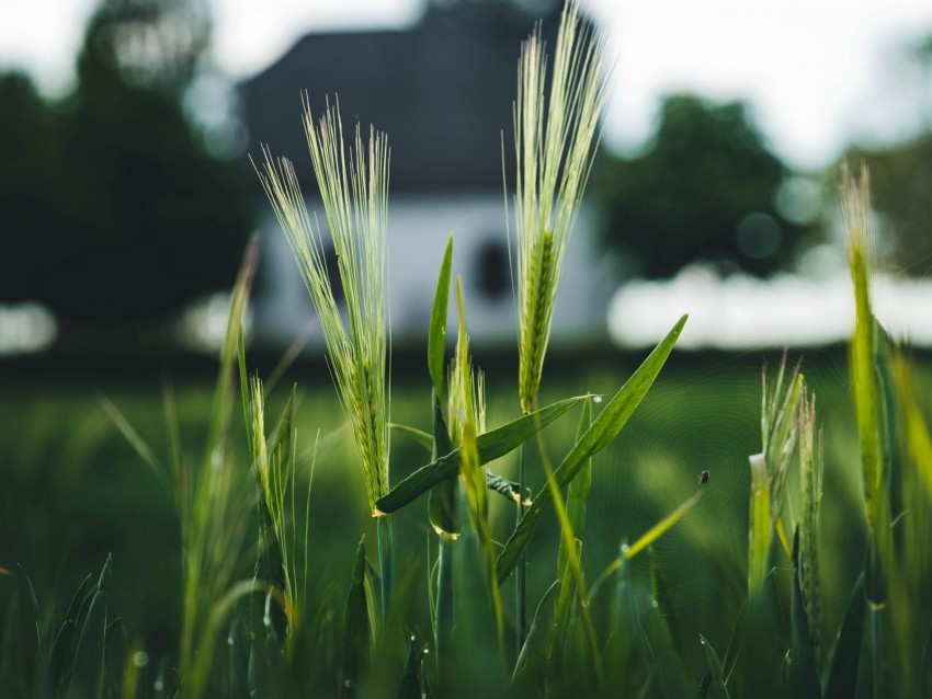 rye, spikelets, field, cereals, green