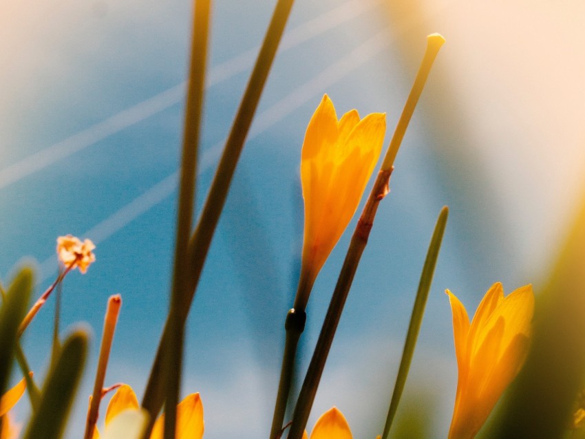 saffron, flowers, yellow, bloom, macro