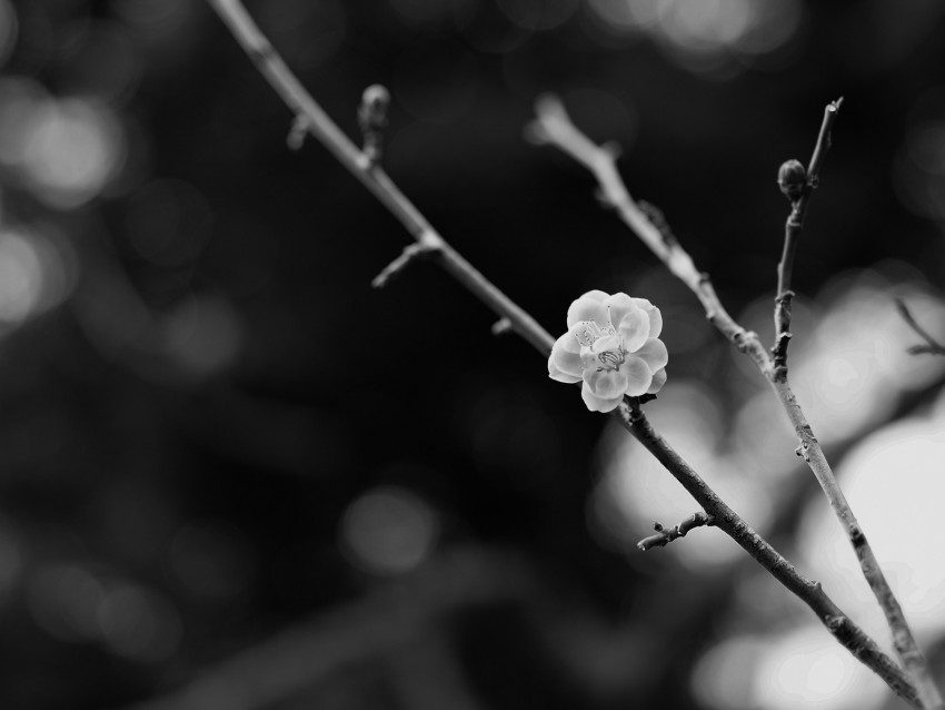 Sakura Flower Bw Branch Blur Background