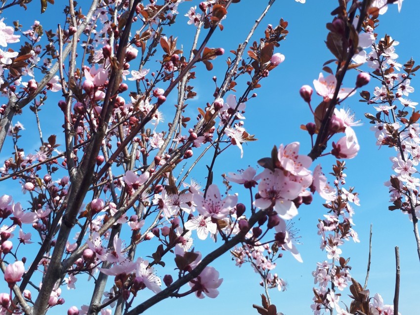 Sakura Flowers Branches Blooms Pink Delicate Background