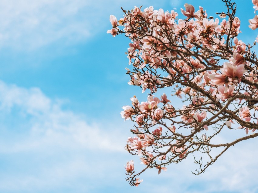 Sakura Flowers Branches Tree Bloom Background