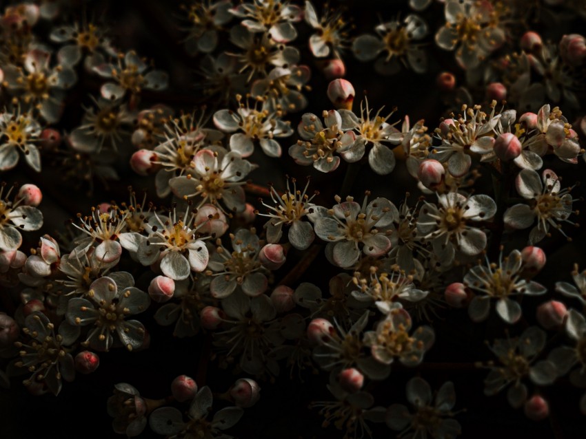 sakura, flowers, buds, flowering, cherry