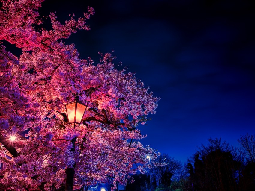 sakura, flowers, lantern, blooms, evening, spring