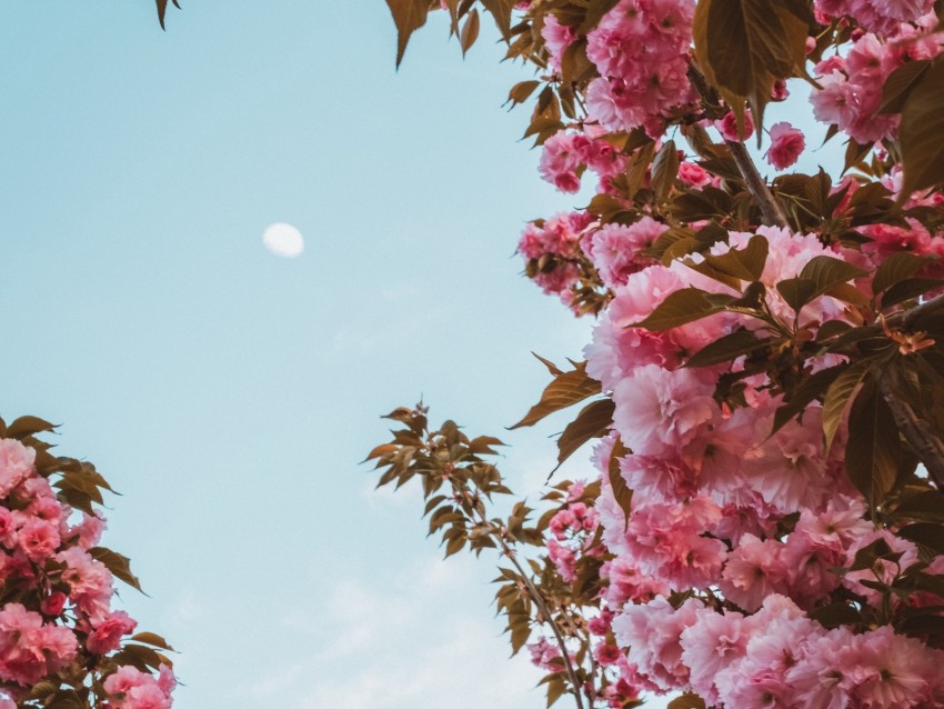 sakura, flowers, pink, sky, moon, bloom, spring