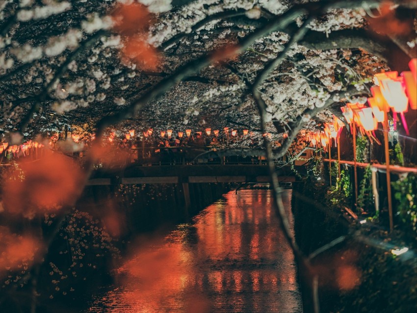 Sakura Park Embankment Lights Bridge River Background