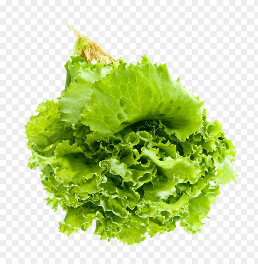 Lettuce, Romaine, Butterhead, Iceberg, Leafy Greens