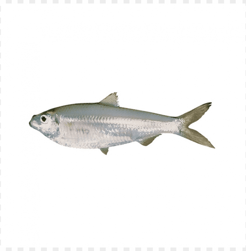 fish, freshwater fish, silver fish, aquatic life, temperate fish, seafood, fish species