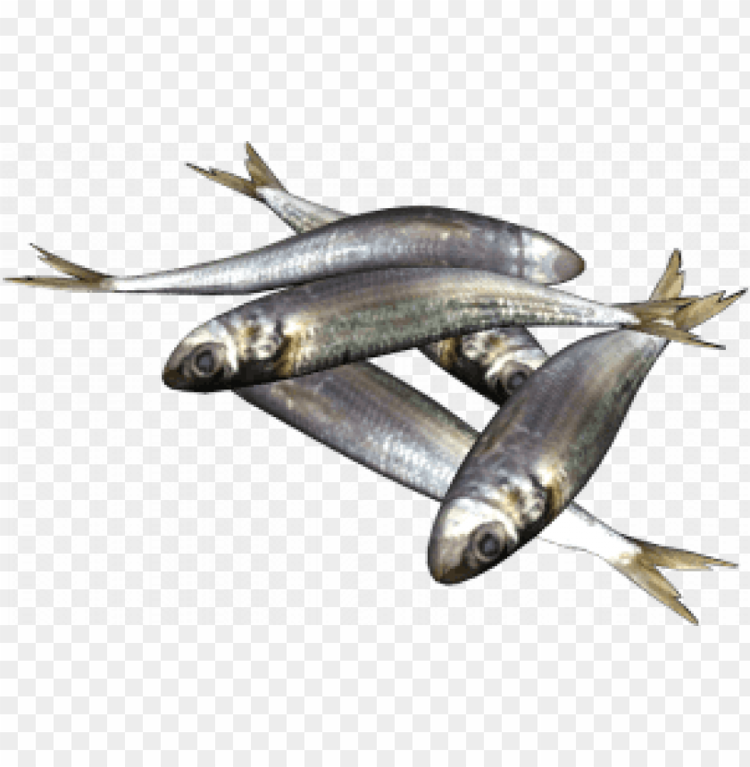 fish, silverfish, fresh fish, seafood, aquatic animals, marine life, protein-rich food