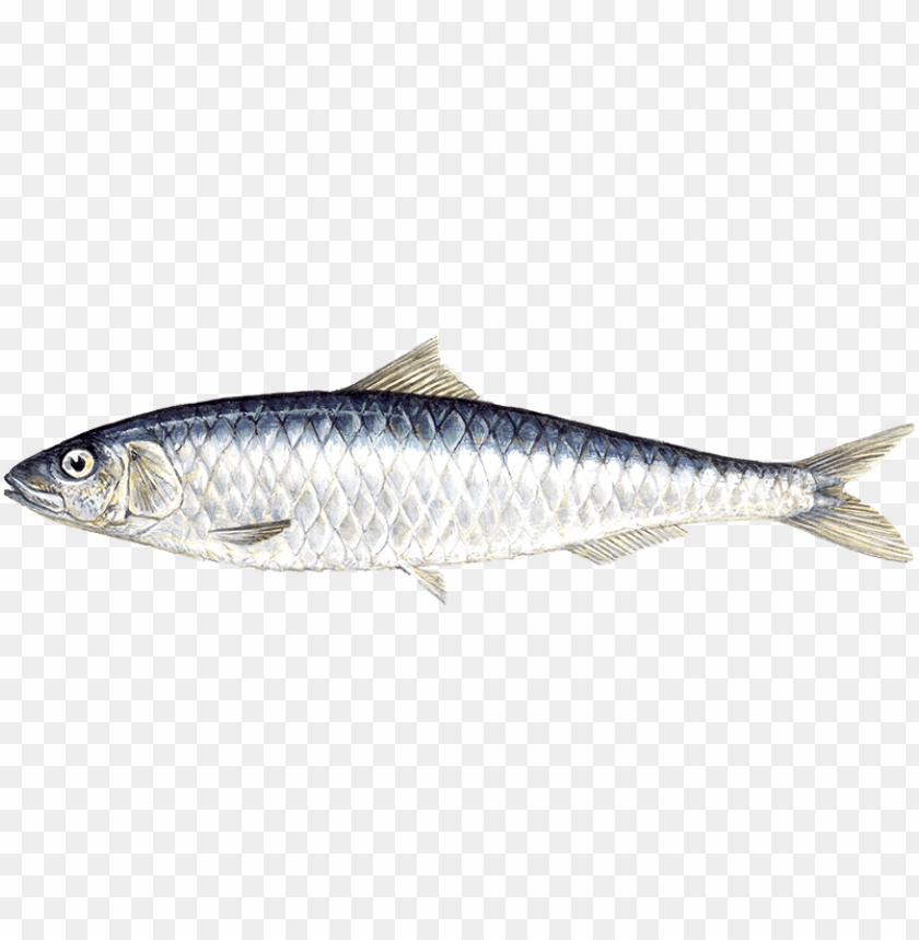 fish, seafood, fresh fish, marine life, ocean fish, silvery fish, healthy protein