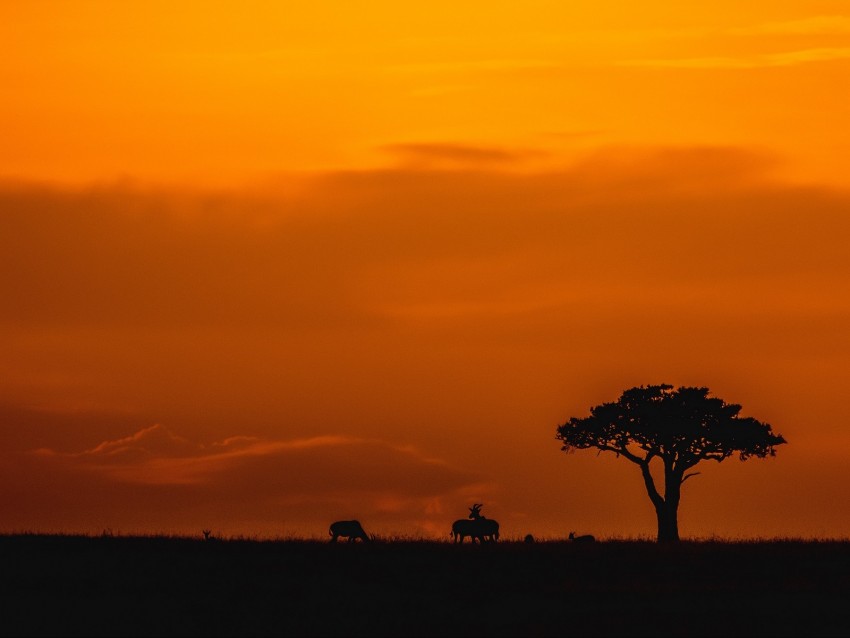 savannah, sunset, landscape, dusk, wildlife