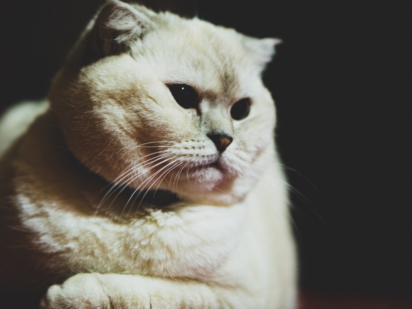 scottish fold, cat, white, pet, muzzle, glance, dark eyes