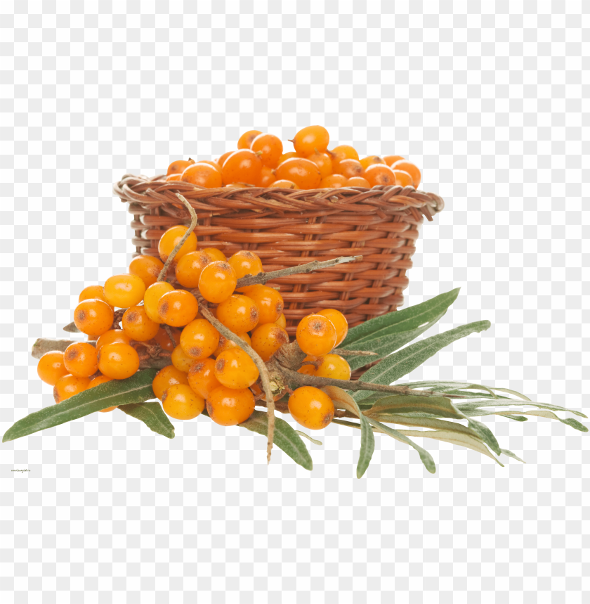 
sea buckthorn
, 
hippophae
, 
elaeagnaceae
, 
shrubs
