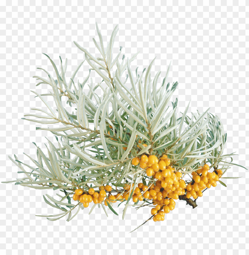 
sea buckthorn
, 
hippophae
, 
elaeagnaceae
, 
shrubs
