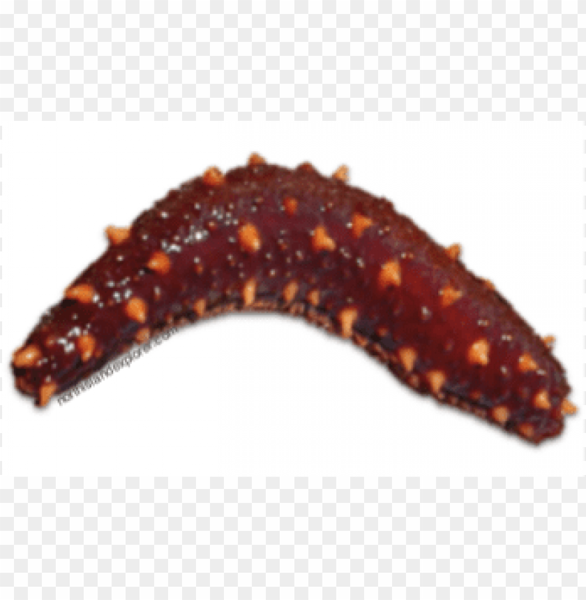 sea cucumber