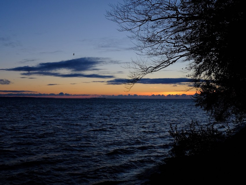 sea, horizon, branches, night, ripples