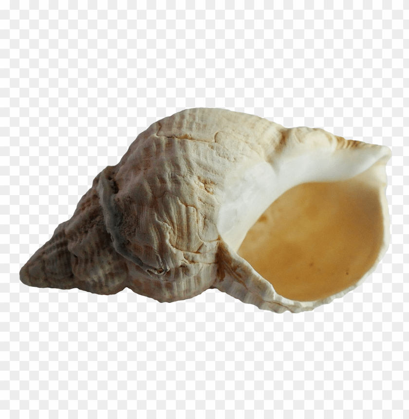 Curved shell PNG, beige and white, smooth