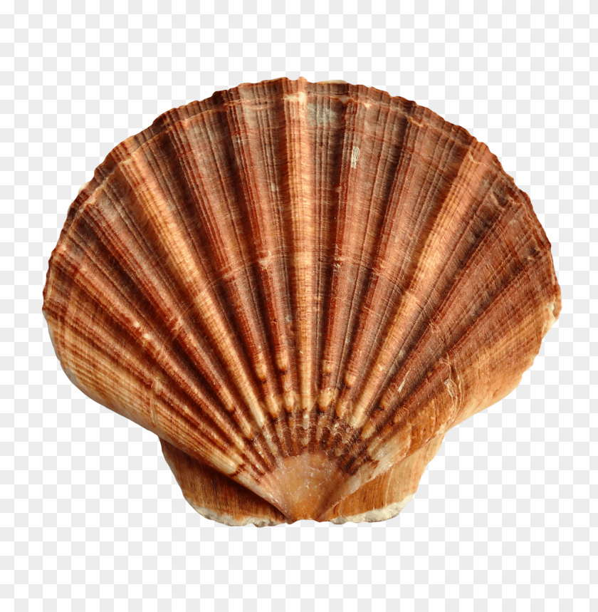 Orange seashell PNG, ridged texture, spiral