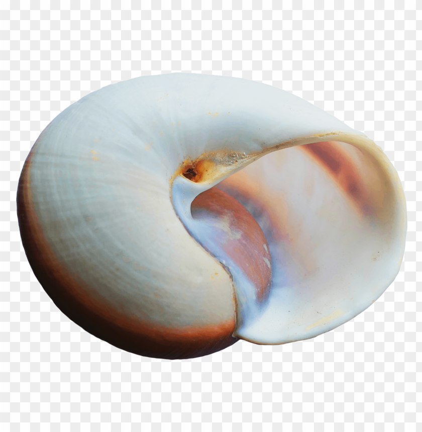 Spiral shell PNG, white and orange stripes