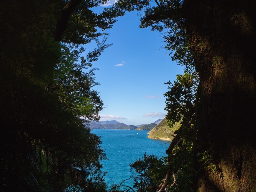 sea, trees, branches, sky