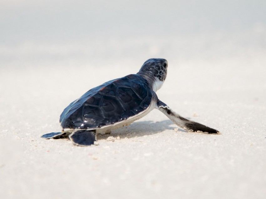 sea turtle, turtle, shore, animal