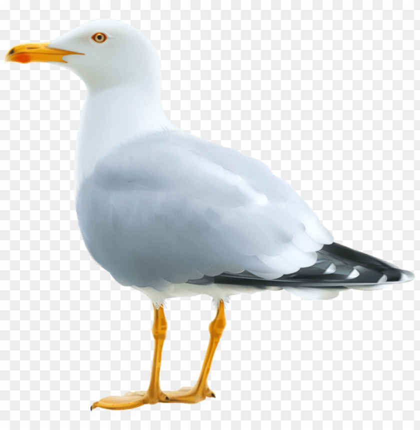 birds png ,bird