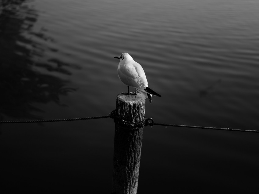 seagull, bird, bw, water