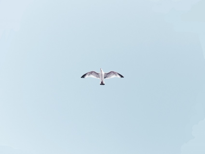 seagull, bird, flight, sky, wings, flap