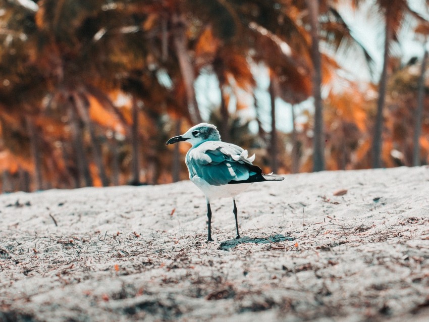 Seagull Bird Sand Blur Background