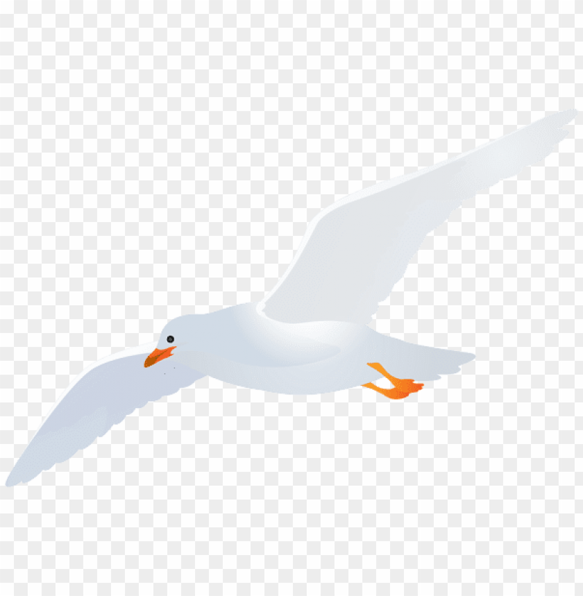 birds png ,bird