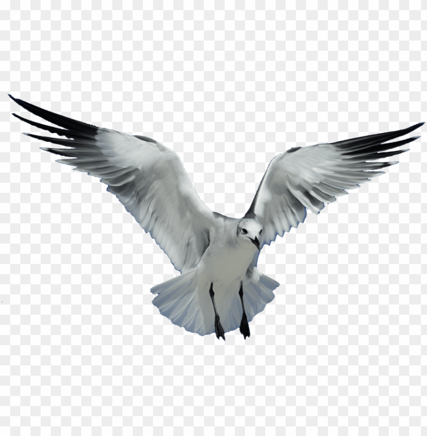 Seagull PNG Transparent Background