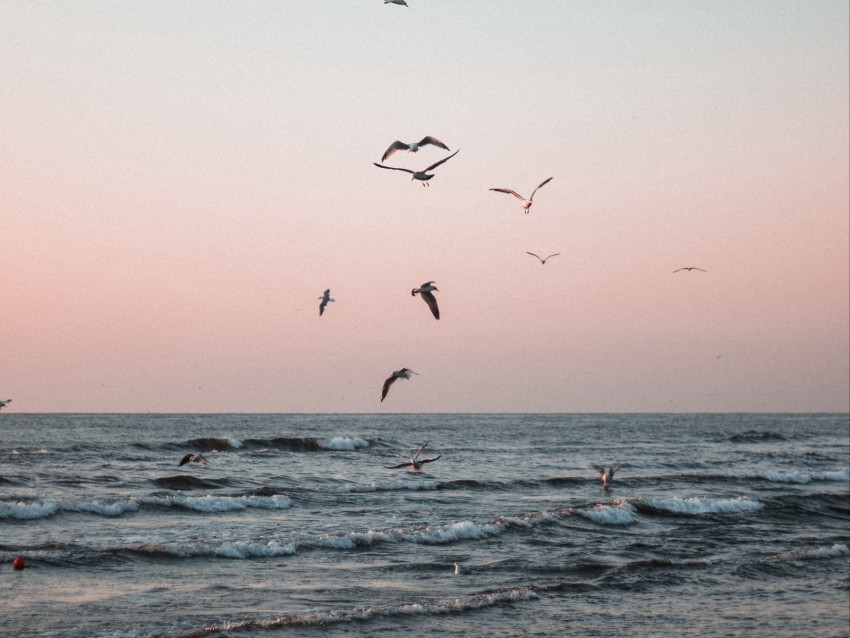 Seagulls Birds Sea Waves Coast Background