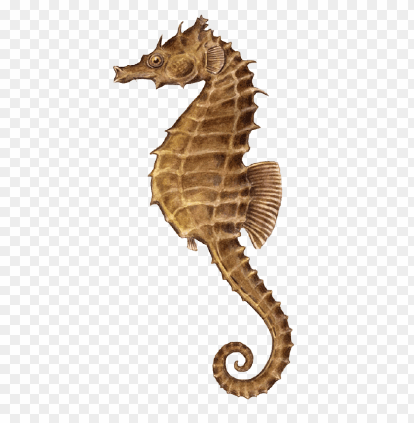 animals, sea, seahorse illustration, 