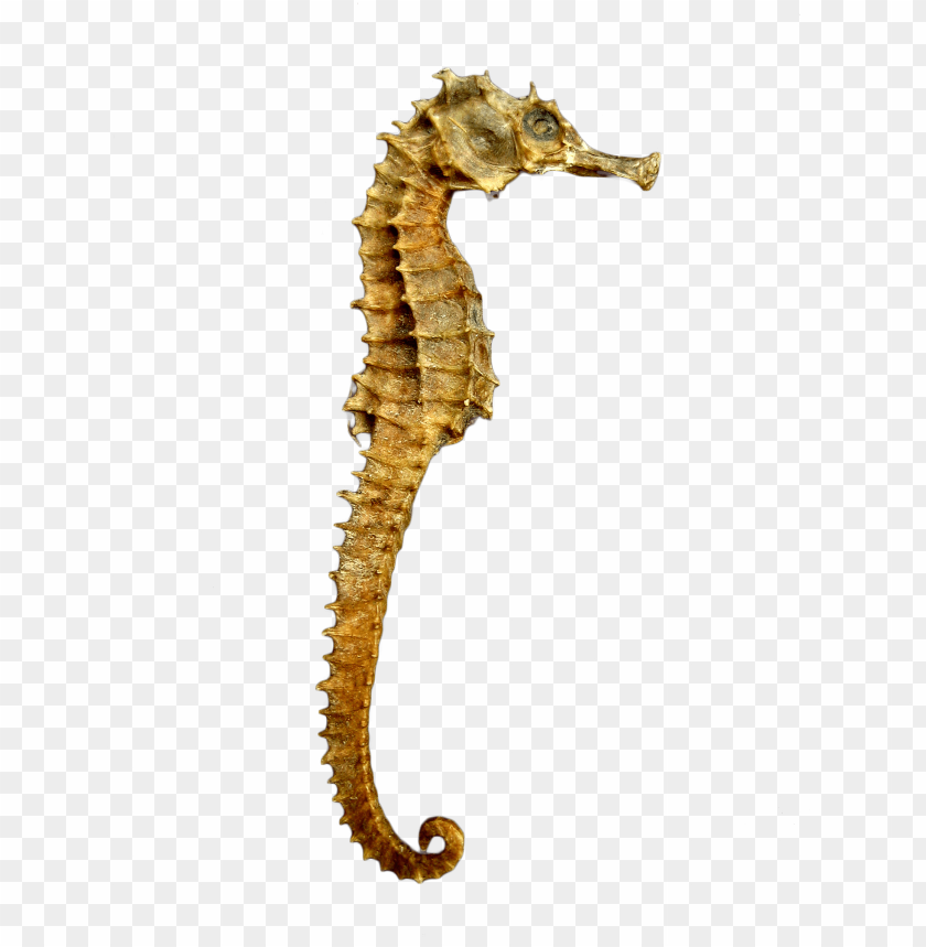 
seahorse
, 
dead
, 
yellow
, 
skeleton
