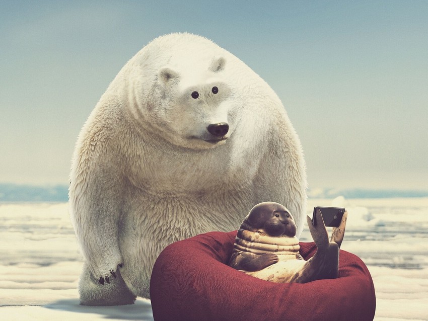 seal, bear, phone, funny, art