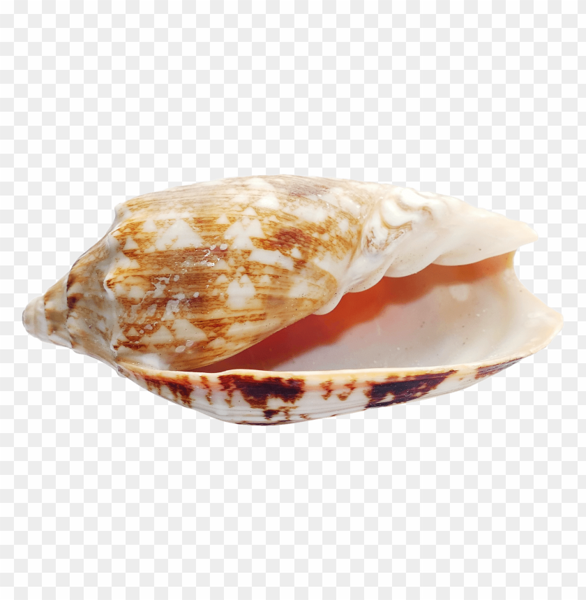 Smooth shell PNG, orange and white pattern