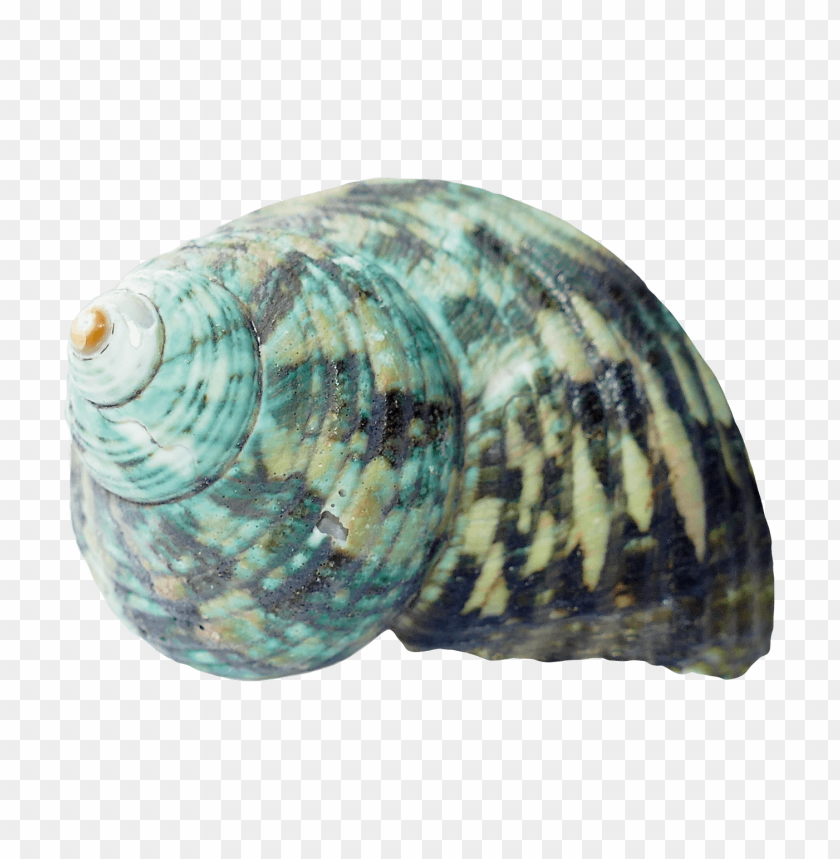 Green seashell PNG, spiral pattern, marine