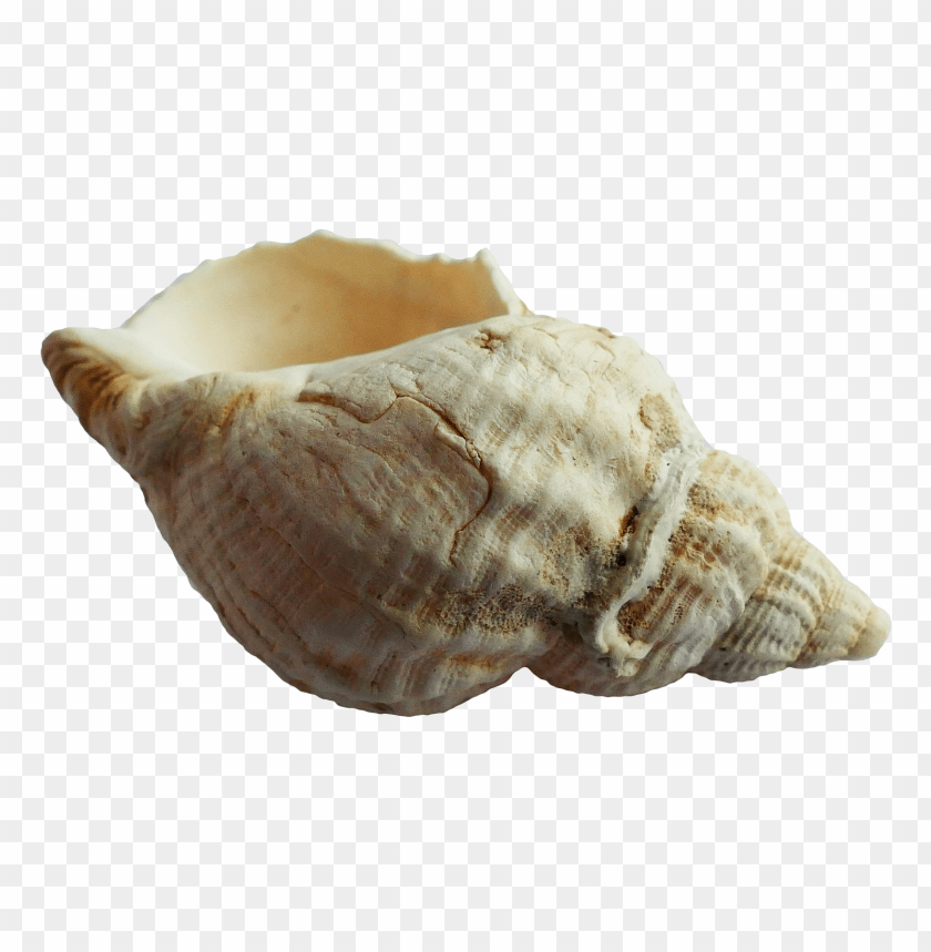 Textured seashell PNG, white with spiral design