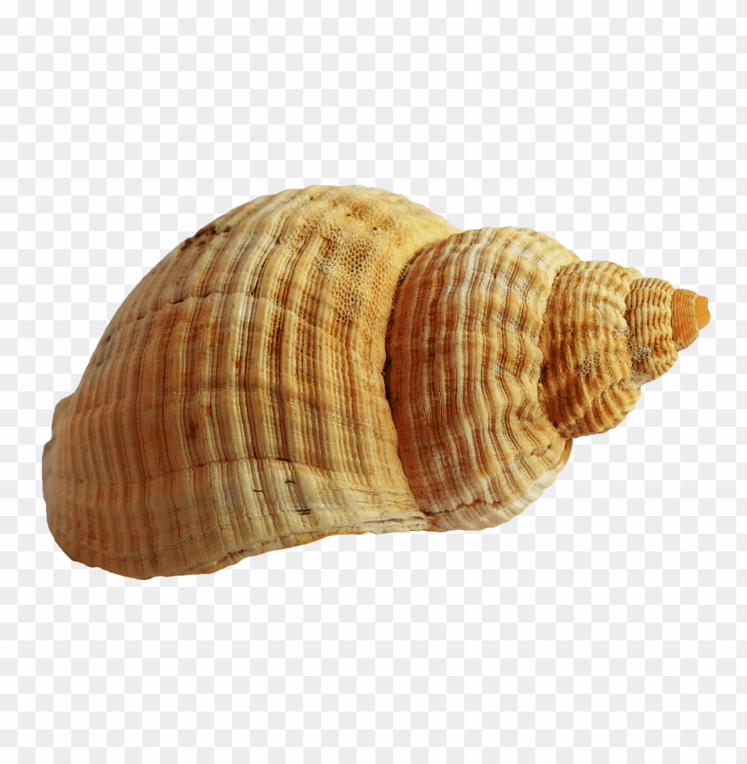 Beige seashell PNG, rounded shape, smooth surface