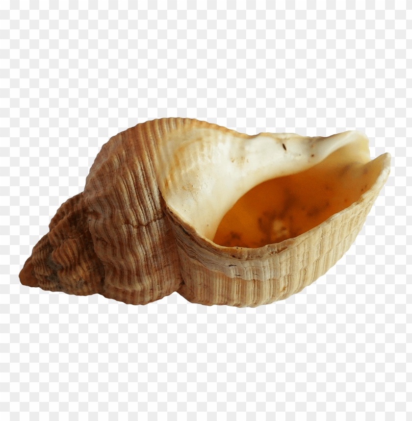 Large seashell PNG, beige with a rough texture